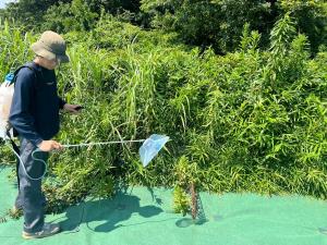 除草剤活用で発電をふやす